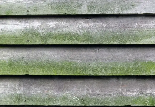 clean mold from wood