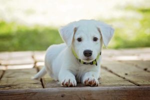 Uses of Vinegar in Pet-Related Cleaning and Care