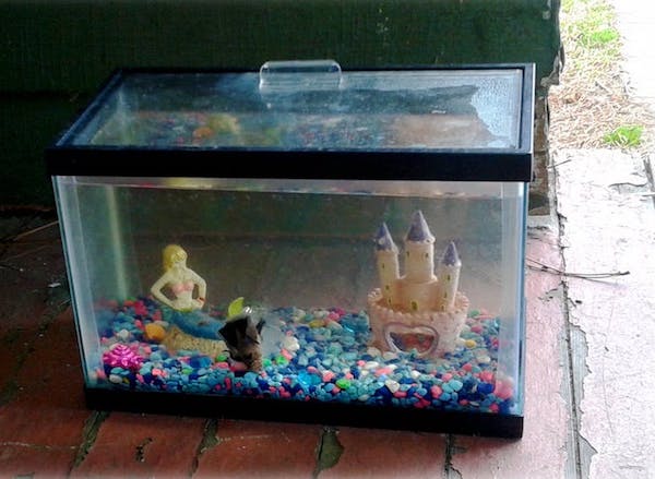 How To Clean A Fish Tank After A Fish Dies?