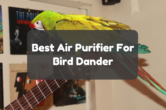 air purifier for bird