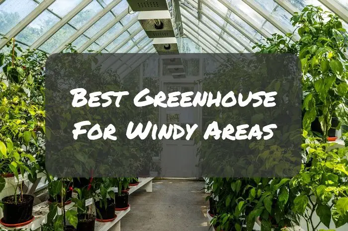 Best Greenhouse For Windy Areas