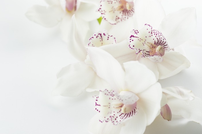 How to Care for Orchids in a Vase