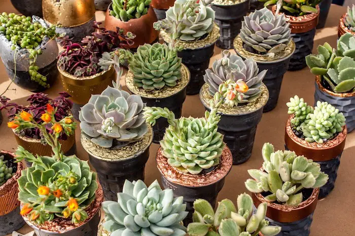 19 Tips To Keep Succulents Alive