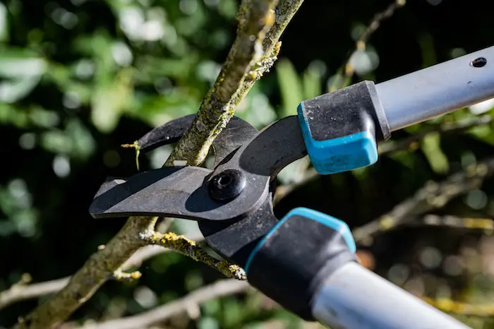 Best Loppers For Large Branches