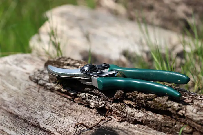 Best Pruning Shears for Indoor Plants