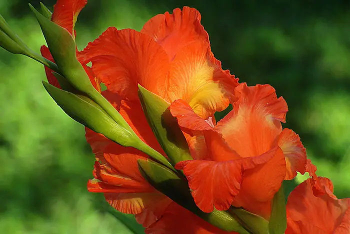 Gladiolus