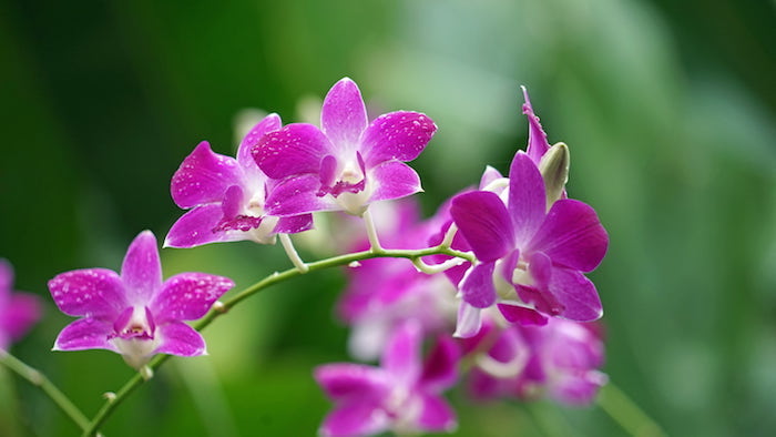 dendrobium orchid