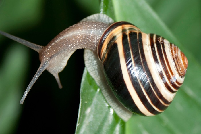 Average Lifespan Of A Garden Snailv