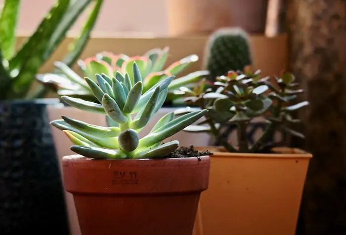 How Much Light Do Succulents Need