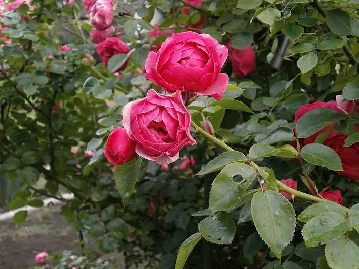 How To Care For Miniature Rose Bushes