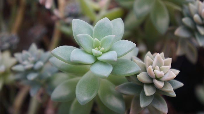 How To Care For Succulents Outdoors