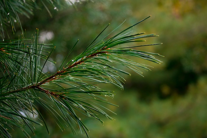 Pine-Needles