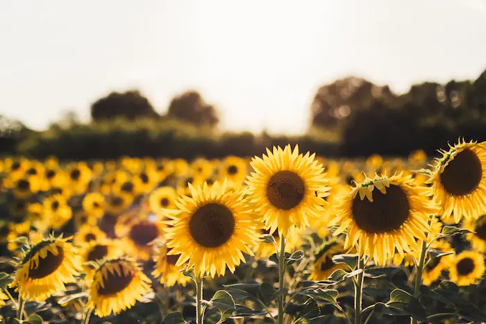 Transplanting-Inhouse-Sunflower-Plants-Outdoors-Optional