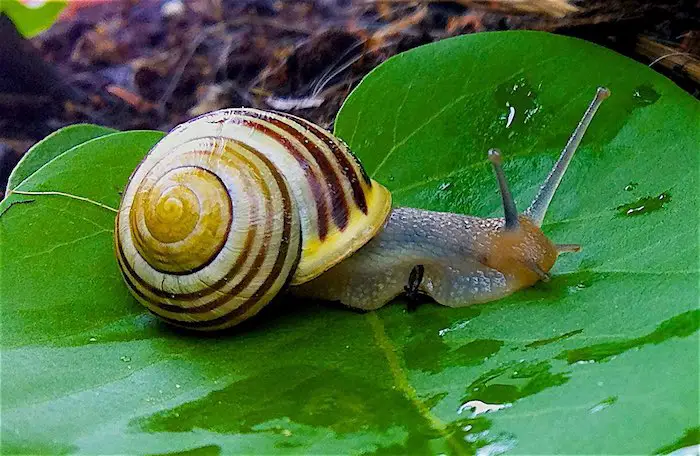 What Do Garden Snails Eat?