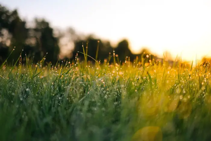 How Long Does It Take For Grass to Dry After Rain