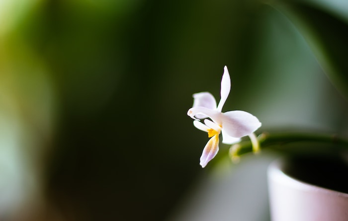 Are Orchids Fragrant?