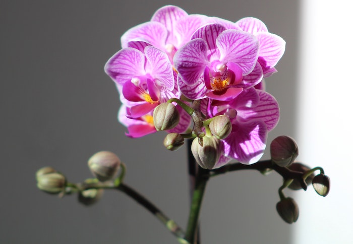 How Long Do Orchids Live In a Pot