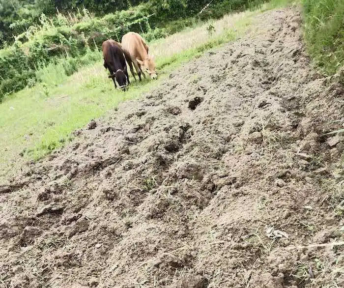 How to Use a Tiller to Remove Grass