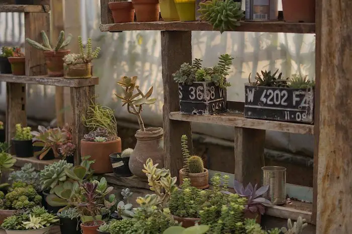 Best Etsy Plant Shops