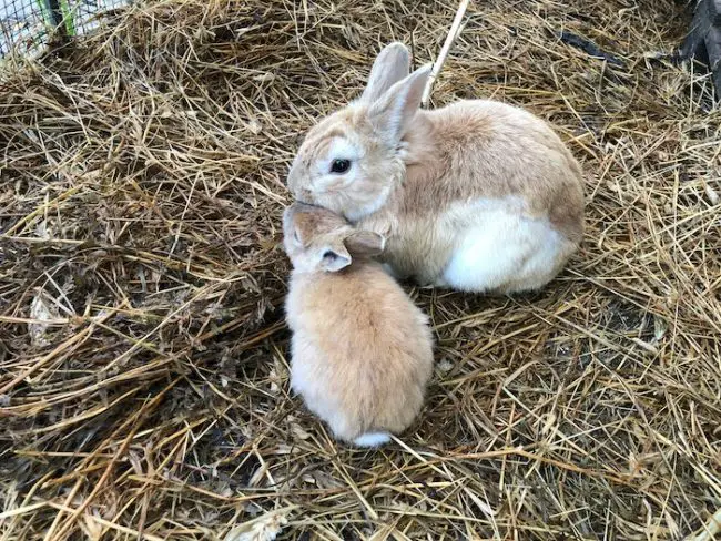 Best Vacuums for Rabbit Hay