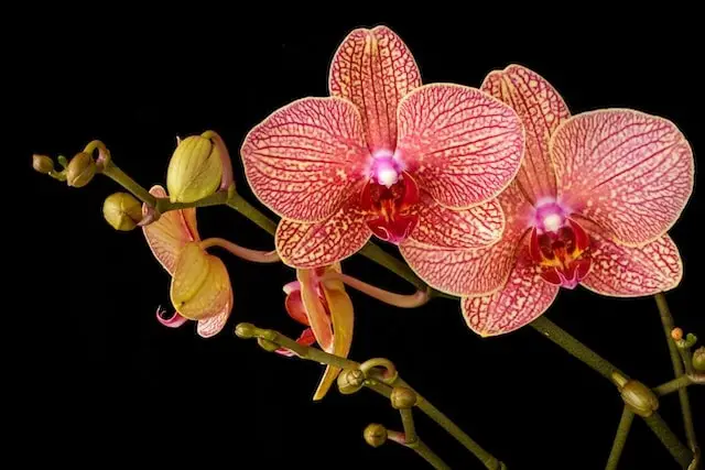 Are Orchids Poisonous for Humans or Pets