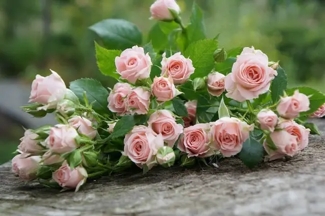 How to care for miniature rose bushes